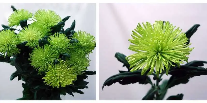 Анастасия Дарк Лайм 