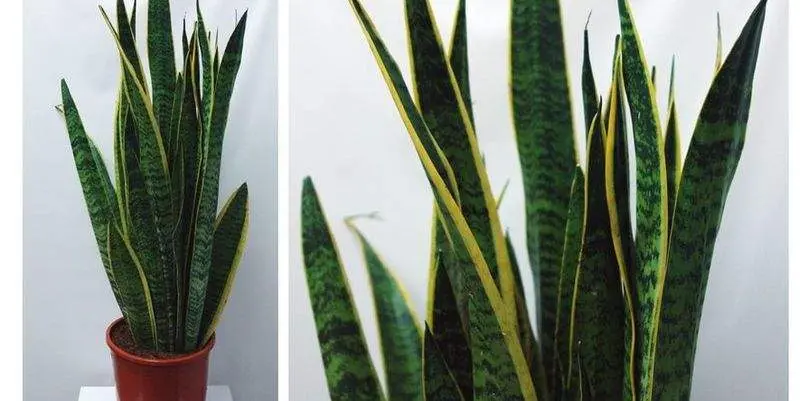 Сансевиерия Лауренти Д21 Н60