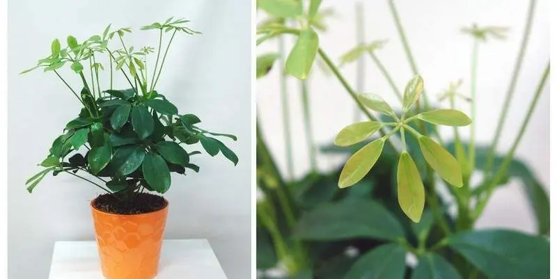 Шеффлера Нора Д12 Н45