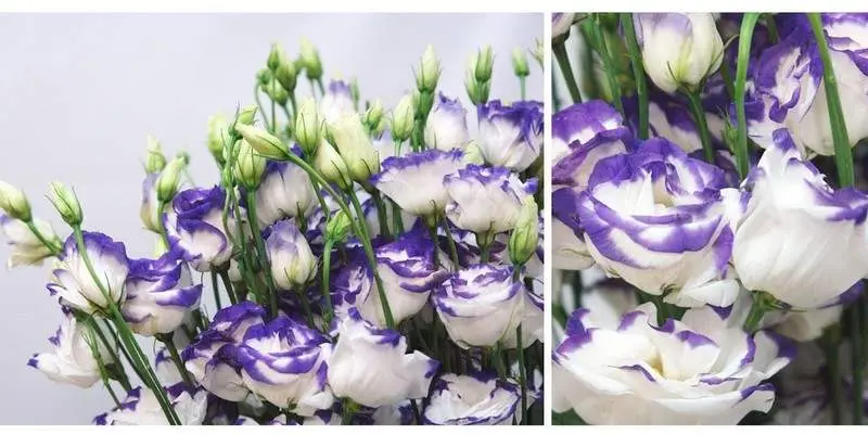 Лизиантус Эскалибур