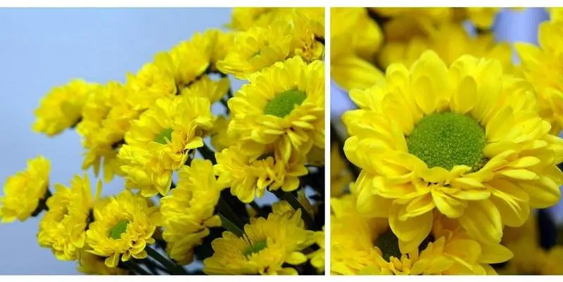 Хризантема Флоран 