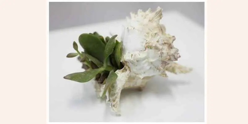 Суккулент микс в ракушке