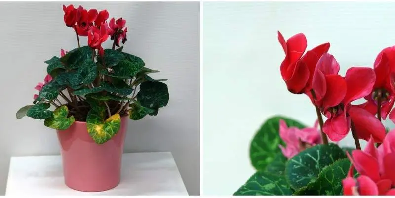 Цикламен Супер Серия (кашпо керамика) Д15