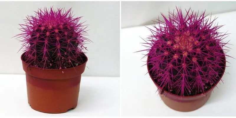 Эхинокактус Грузони Д12 Н15